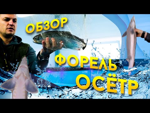 Видео: Форель и осётр  Обзор фермы.
