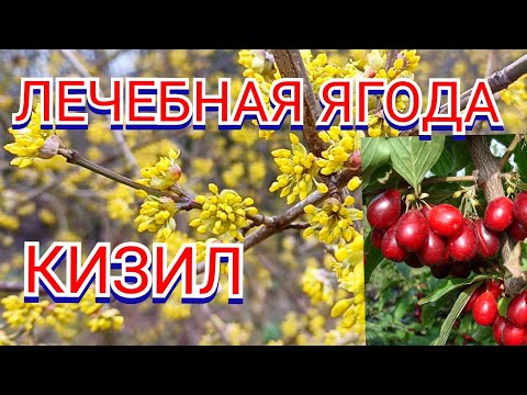 Видео: КИЗИЛ ИЗ КОСТОЧКИ - как вырастить.