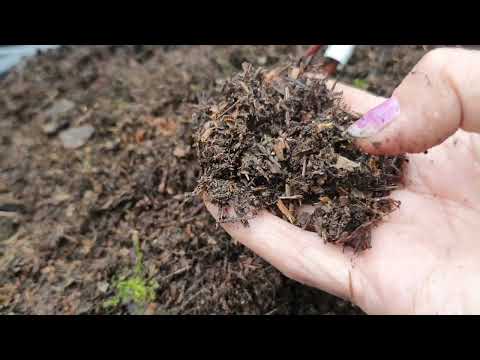 Видео: Перевалка 3-х летнего куста голубики Гурон из 3х литрового контейнера в 90 литровый.