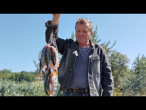 Видео: Полный обзор рыбалки на хищника в сентябре   #окунь