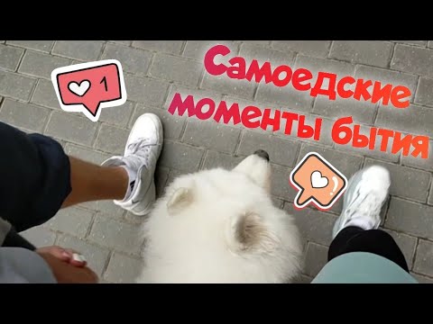 Видео: Самоедские моменты нашей жизни 🤗 июнь