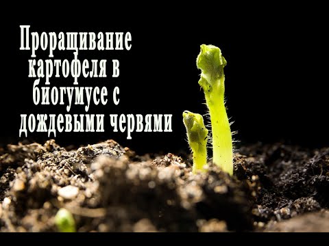 Видео: ПАН89 Повысить урожайность картофеля. Как правильно проращивать картофель в биогумусе