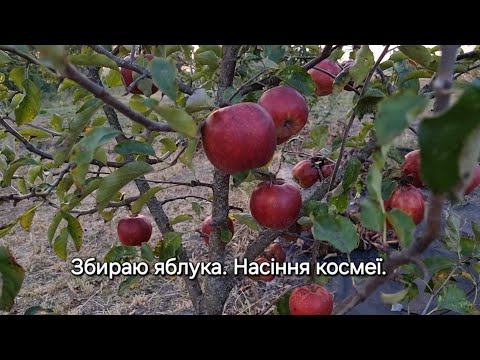 Видео: Дача. Збираю яблука. Косимо. Насіння космеї.