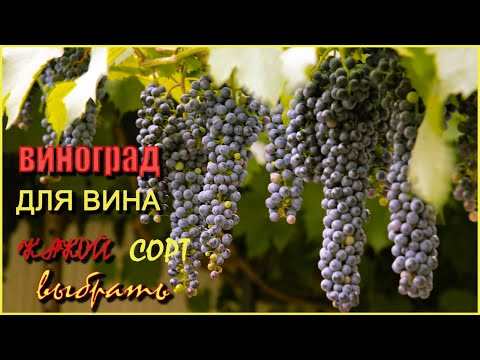 Видео: Мои сорта винограда для ВИНА./My grape varieties for wine.