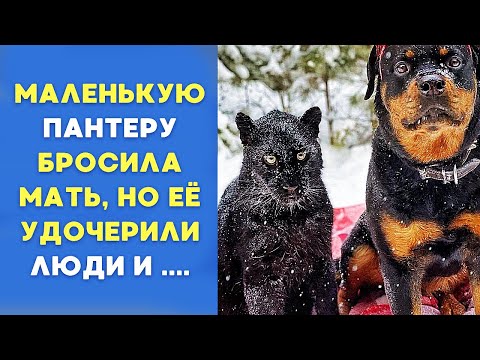 Видео: Человек и Ротвейлер взялись за воспитание Дикой кошки...