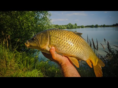 Видео: Мормышинг. ФРИКЦИОН ВИЗЖИТ ОТ ЭТИХ КАРПОВ. Ловля карпа на таракана.