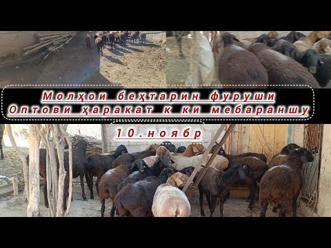Видео: Молҳои фуруши беҳтарин арзон молҳо дар н. Рашт. Успет к 💥👍