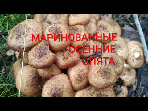 Видео: МАРИНОВАННЫЕ ОСЕННИЕ ОПЯТА. Рубрика " Гастрономический оргазм"