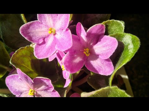 Видео: Новинки фиалок в коллекции.Посылочка с мини-фиалками и стандартами.
