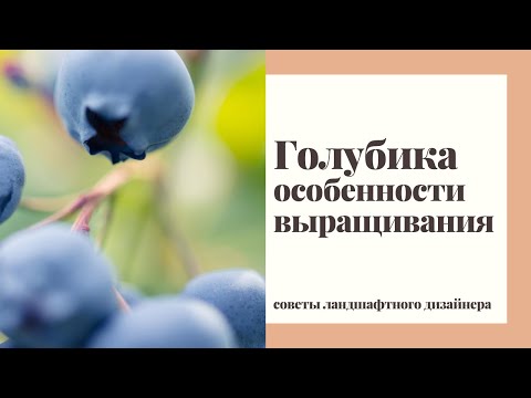 Видео: Вырастить голубику в саду - ПРОСТО!!! Нужно знать несколько ее особенностей.