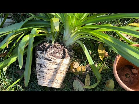 Видео: Про агапантус. Ну очень быстро растущий ..Снова пересадка через год! Agapanthus Indigo Frost.