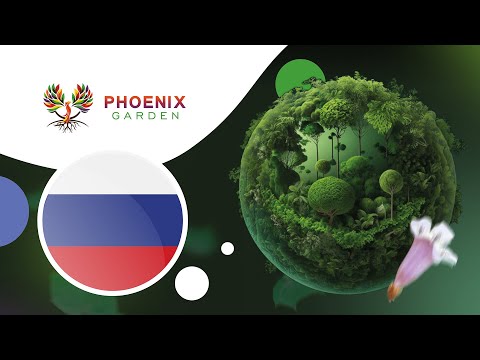 Видео: Презентация дерева Павловния и проекта Phoenix Garden !