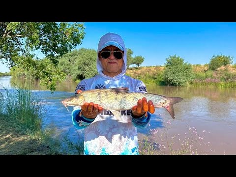 Видео: Усачи Амударьи.