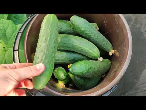 Видео: ОГУРЦЫ на 2026 сезон, выбрала из 100 всего 3 лучших сорта огурца, не болеют