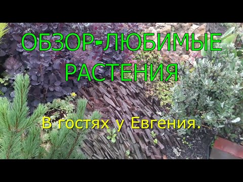 Видео: Обзор-любимые растения! В гостях в Евгения, экзотические растения. Ватсап группа 89060985117 Павел