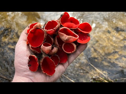 Видео: ПЕРВЫЕ СЪЕДОБНЫЕ ГРИБЫ 2024 ! САРКОСЦИФА АЛАЯ !