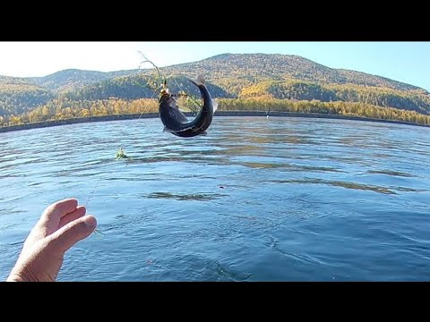 Видео: Осенняя рыбалка на Енисее