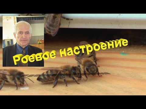 Видео: Профессор Кашковский: Как поступить при роевом настроении у пчел?