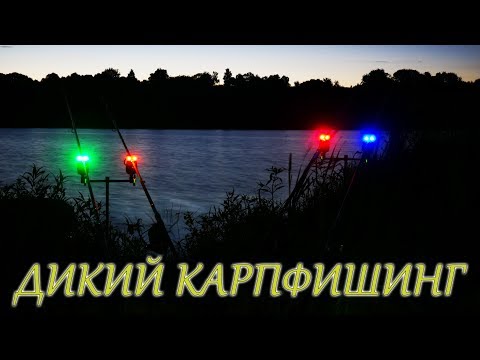 Видео: Ловля дикого карпа в корягах. Упустил единственный шанс.