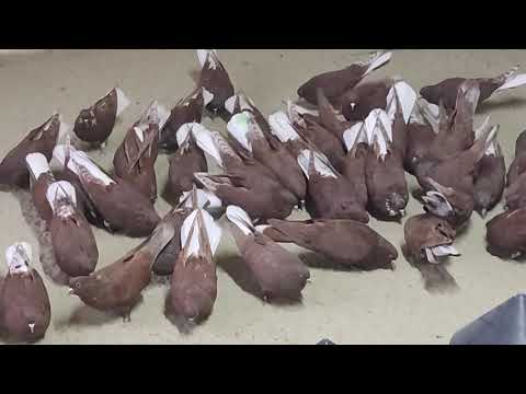 Видео: Часть 2 Продаются Николаевские красные голуби ( молодëжь 2025г.) +79616070615