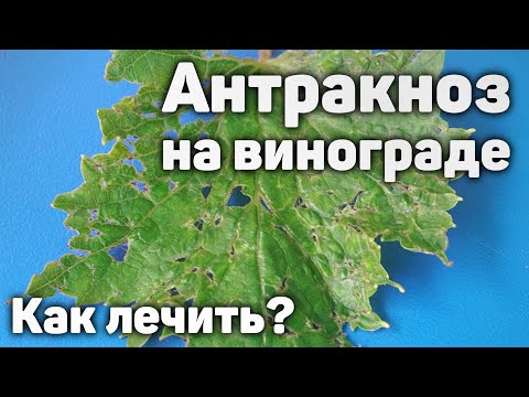 Видео: Антракноз на винограднике - Как лечить?