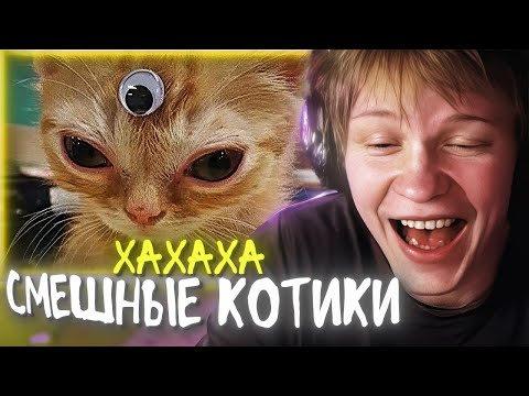 Видео: ДИПИНС СМОТРИТ СМЕШНЫЕ ПРИКОЛЫ С КОТАМИ🐈| Cat core