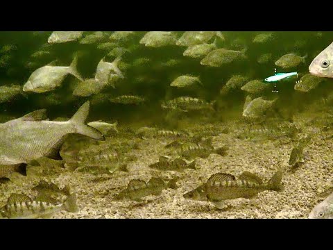Видео: ВОЛОСЫ ДЫБОМ ОТ ТАКОГО! 1000 СУДАКОВ ХОТЯТ ЖРАТЬ. ЩЕДРАЯ ВОЛГА ЗИМОЙ