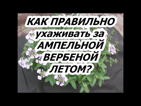 Видео: КАК ПРАВИЛЬНО УХАЖИВАТЬ ЗА АМПЕЛЬНОЙ ВЕРБЕНОЙ ЛЕТОМ?