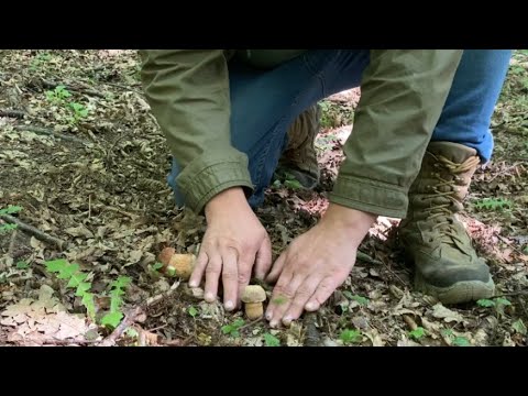 Видео: Нетронутые лесные насаждения и грибные шампиньоны продолжают расти