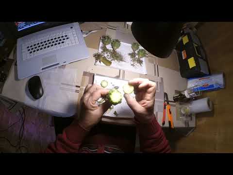 Видео: Как не надо прививать кактус?