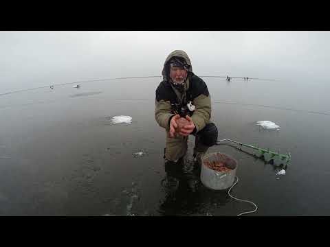 Видео: Зимняя рыбалка . Маныч.  2023 год. Процесс закорма и облова лунок от    Юрия Философа.