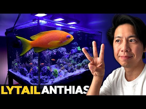 Видео: Я не могу произнести Lyretail Anthias, обзор инкубатора артемии, кораллы Joker, The Reefer Spot!