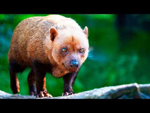 Видео: Пёс, который охотится как пиранья, лазает по деревьям и воняет УКСУСОМ на километры!