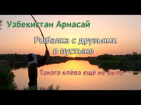 Видео: Рыбалка в пустыне или бешенный клёв дикого сазана Узбекистан. fishing in a wild river in Uzbekistan