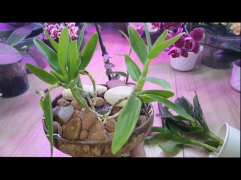 Видео: Посадка орхидеи Дендрофаленопсис. Обзор дендробиумов в разных вариантах субстрата.