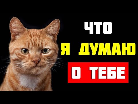 Видео: Язык и психология кота: что он думает о нас