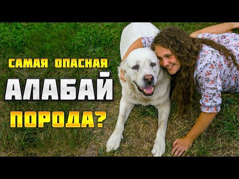 Видео: Алабай. Всё про Среднеазиатскую овчарку.