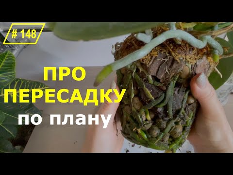 Видео: # 148 Секреты плановой пересадки взрослой орхидеи | Как сохранить здоровье и красоту орхидеи