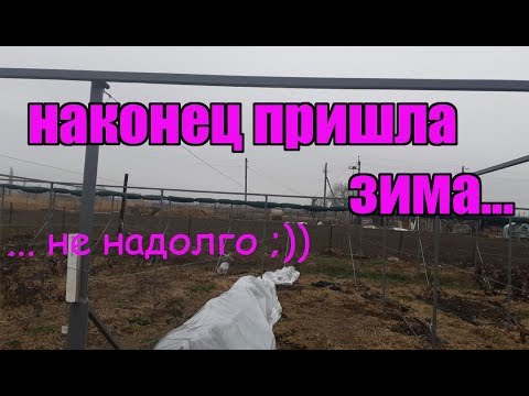 Видео: Укрываю в зиму ежевику