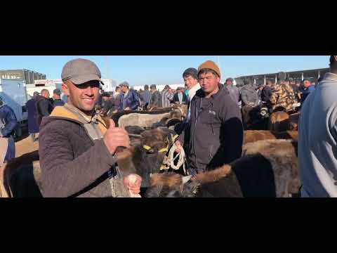 Видео: Таначалар Бузокчалар орзон булди Камаши Пеанерка Мол 🐄 бозори 14 ноября