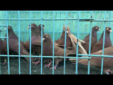 Видео: 22 октября 2025 г.