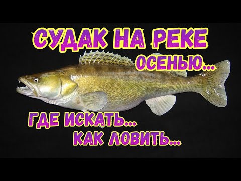 Видео: ОСЕННИЙ СУДАК НА РЕКЕ...КАК ПОЙМАТЬ? ГДЕ ИСКАТЬ???