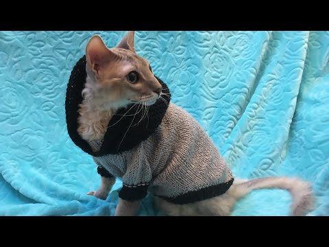 Видео: Мои коты/ Свитер для котов и собак мелких пород/ Кофта вязаная спицами для животных/ Коты - модели/