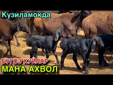 Видео: Урааа Нархлар Сув Текин! БУГОЗ КУЙЛАР АРЗОН БУЛДИ! 