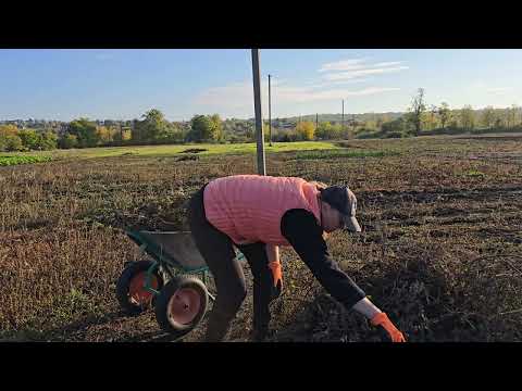 Видео: А нужен ли огород? Не осилила 20 соток...Дача в селе