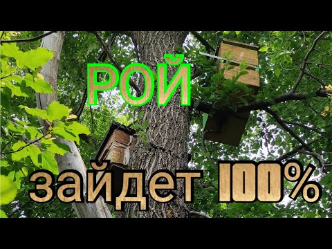 Видео: Как привлечь РОЙ!!!  Обзор ловушек-роеловок.