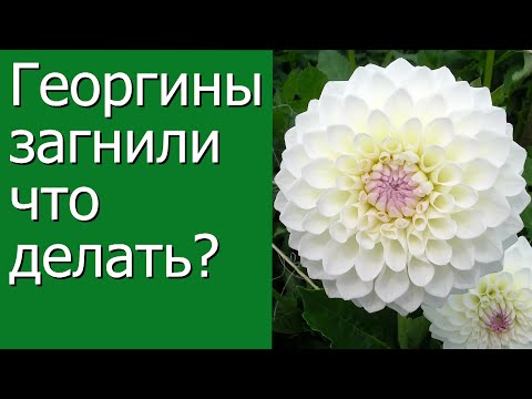 Видео: Георгины загнили. Что делать?