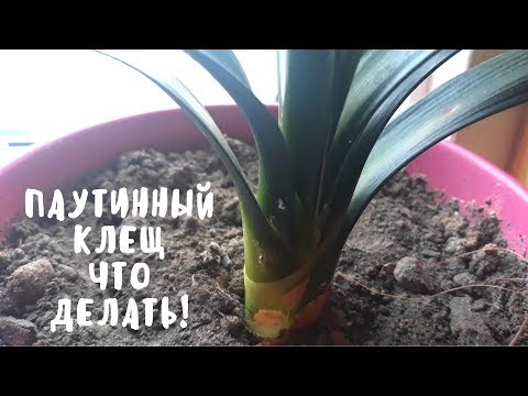 Видео: Как я борюсь с паутинным клещом. Мои цветы. Мой опыт.