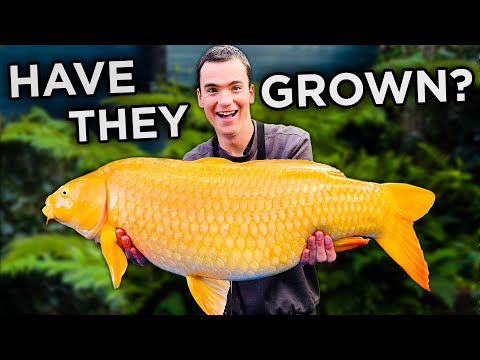 Видео: Поймать и измерить моего гигантского домашнего кои...