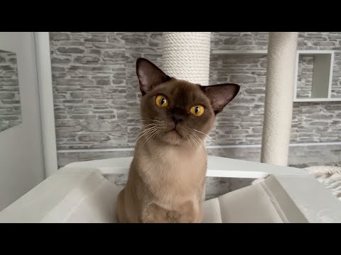 Видео: Бурманские кошки: всё о породе, характере и уходе